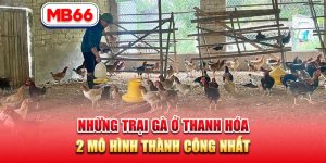 trại gà ở Thanh Hóa